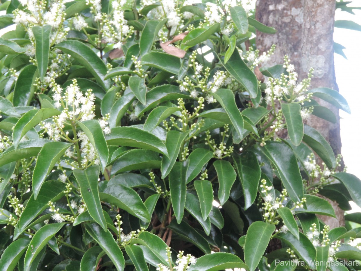 Symplocos acuminata (Blume) Miq.